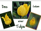 Die Tulpe
