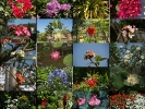 Florale Collage
