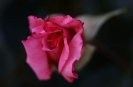 Meine erste Rose im Garten dieses Jahr