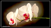 Orchideen - Detail
