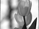 Tulpe im Gegenlicht