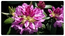Wie schön der Rhododendron blüht