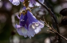 Das ist eine Blüte vom Blauglockenbaum. (Paulownia tomentosa)