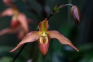 Diese Orchidee stand fast im dunkeln
