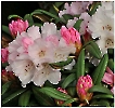 Jetzt blüht der Rhododendron wieder