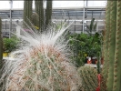 Kaktus mit cooler Frisur