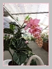 Orchideen im Blumencenter