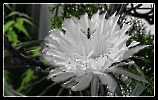 Corlocay - Kaktusblüte