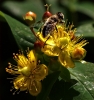 Gelb; die lieblingsfarbe der Bienen