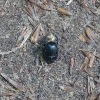 Käfer beim Waldspaziergang fotografiert,...
