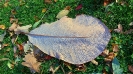 Herbstblatt im Morgentau