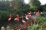 Flamingo-Kolonie in Zoo in Leipzig
