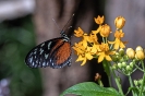 Der Monarch geht meist an gelbe Blüten