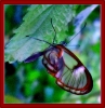 glasswingedbutterfly