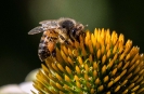 Hier holt sich die Biene Maja