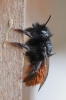 Makro einer Wildbiene