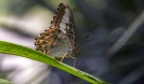Welteit sind derzeit kaum Schmetterlingslarven erhältlich
