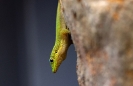 Das ist ein Bambus Gecko