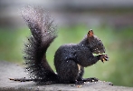 Beim Eichhörnchennachwuchs sind dieses Jahr reichlich schwarze dabei