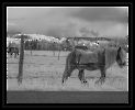 Old Horse Infrared