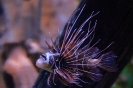 Einer der hübschesten Fische im Sea Life in Königswinter