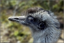 Emu- Portrait