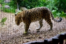 Leopard auf Tuchfühlung