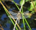 Libelle auf Zweig