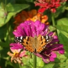 Schmetterling auf Zinienblüte