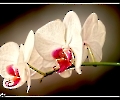 Orchideen - Detail
