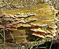 Baum Pilze