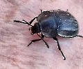 Ein Käfer auf Haut
