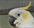Cocco der Kakadu