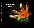 Feuerlilie