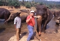 bin bei den Elefanten in Thailand