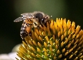 Hier holt sich die Biene Maja