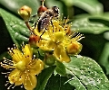 Honigbiene bei der Arbeit
