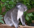 Koala in Brisbane